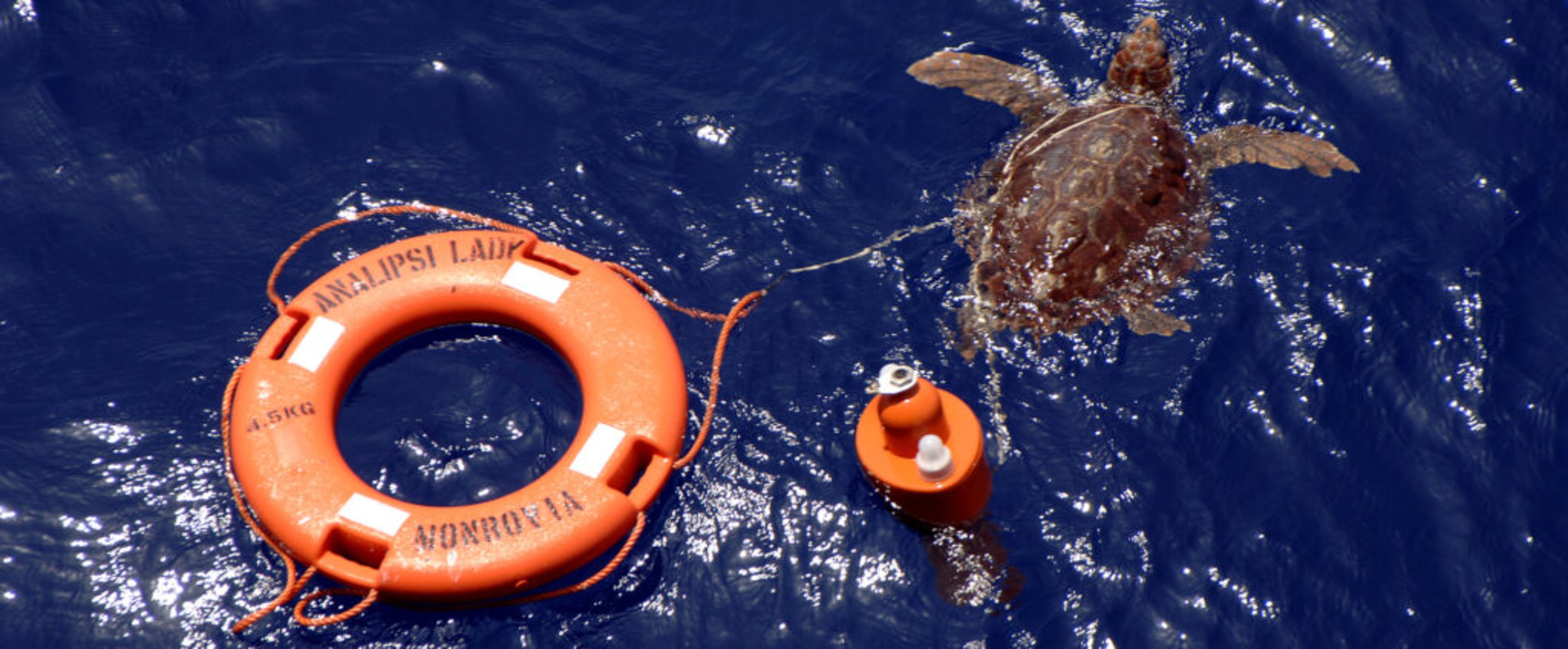 Turtle swimming close to a life preserver as a metaphor for developers using Git version management to stay afloat